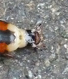A closer view of the head.
