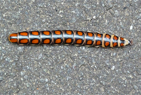 What was this strange unfamiliar insect hiking across the path.