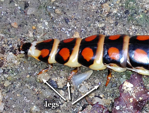 Here you can see that this is an insect, having six legs three legs on each side.