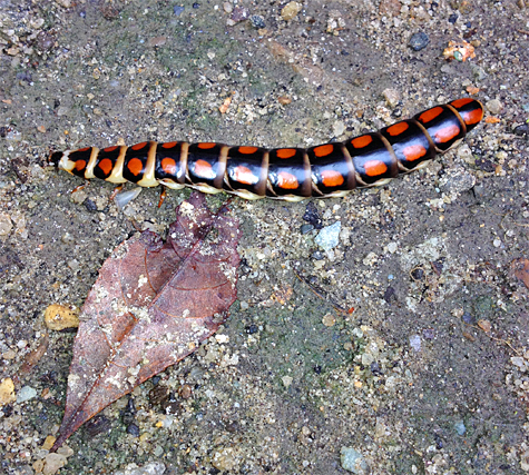It's the cream-colored areas betweent the segments and along the lower sides of the beetle that glows.