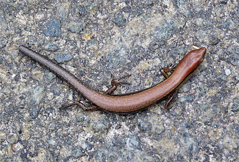 A tailless skink.