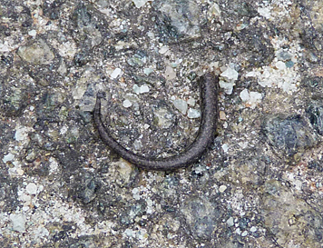 Tail of skink.