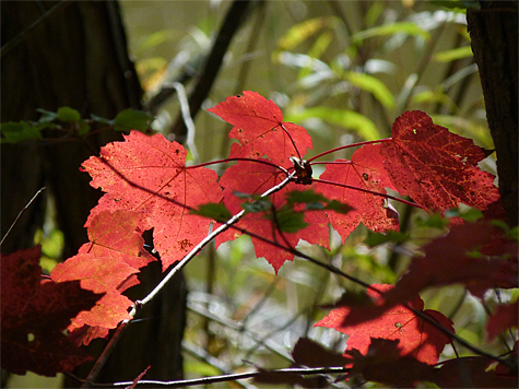 Red maple.