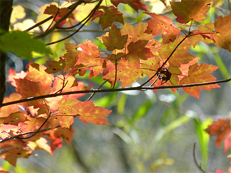 Red maple.