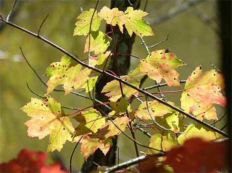 Red maple.