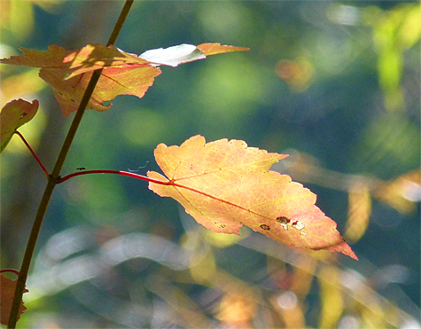 Red maple.