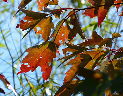 Red maple.