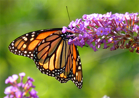 Monarch butterfly (female).