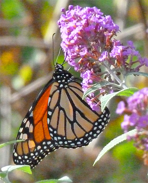 Monarch butterfly (male).