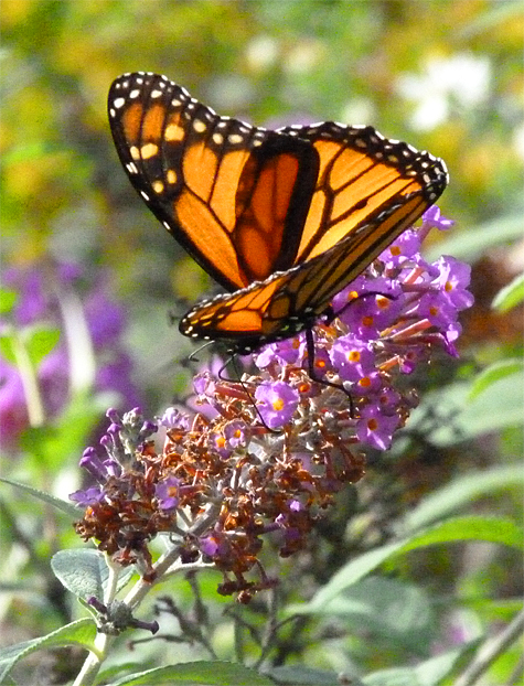 Monarch butterfly (male).