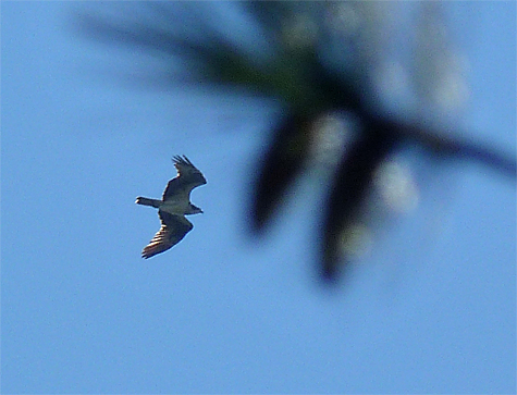 This osprey is heading for the warm Gulf Coast, or perhaps South America.