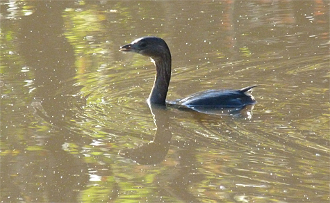 Pied-billed grebe.