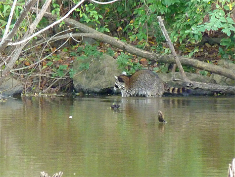 This raccoon is working the bottom, feeling for frogs, tadpoles, or crawfish.