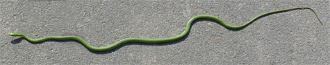 Rough green snake on path in Catch the Wind.