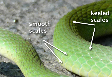 close shot showing keeled scales on back of rough green snake.
