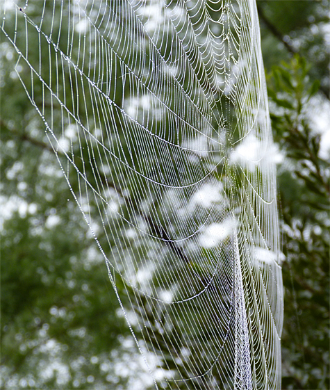 This large orb weaver's web was stretched across the path in Explore the Wild.