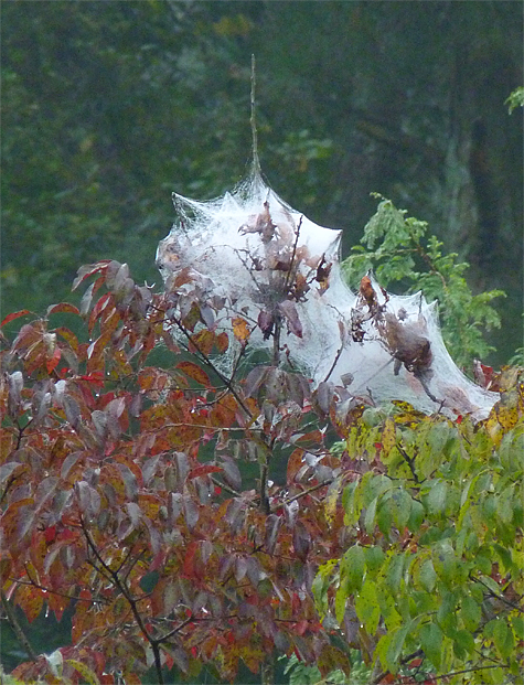 Web worm webs covered with mist.