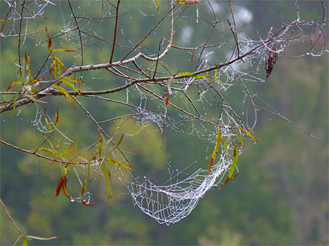 Lots of work by more than a few spiders went into these mist covered webs on a willow n the Wetlands.