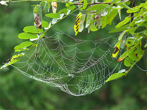 Another slightly sagging web on a black locust.
