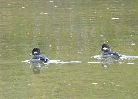 Now, there are two buffleheads.
