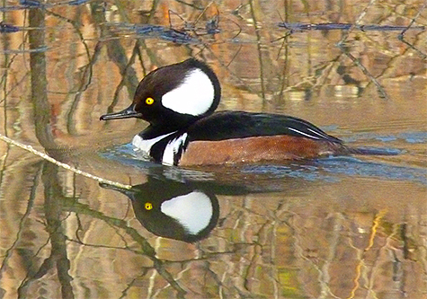 Keep an eye out for these handsome birds in the Wetlands.