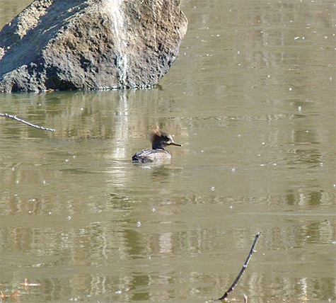 One lone female merganser on the pond this morning.