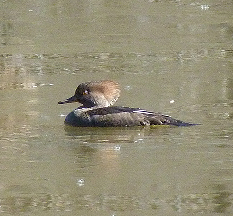 Anxious, this merganser looks for an escape route.
