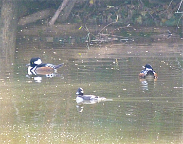A bufflehead swims across my field of view as I shoot the mergs.