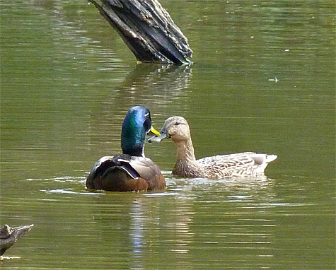 The pair of mallards peforming a courtship "dance."
