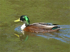 Our male, or drake, mallard.