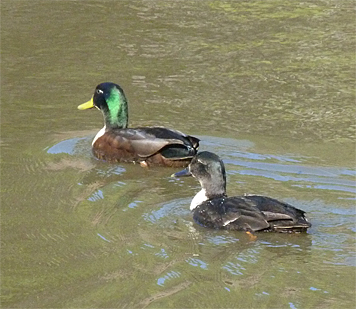 Our drake with a different duck (female).