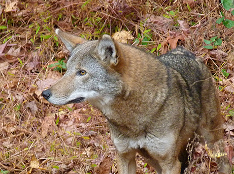 A gray face should help you easily differentiate the male from the female (pictured).