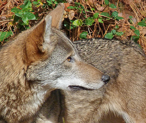 Alerted by a sound behind her, red wolf 1794 seems ready for action.
