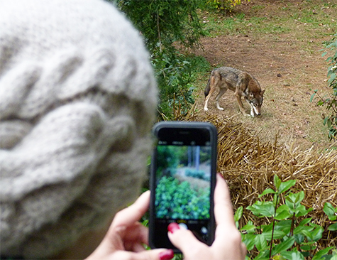 Keeper Jessi gets a few shots of the male as he anxiously paces.