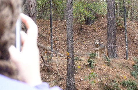The male too, knew that there was something about to happen.
