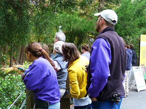 Museum staff gather around the red wolf overlook to get a peek at the new female wolf.