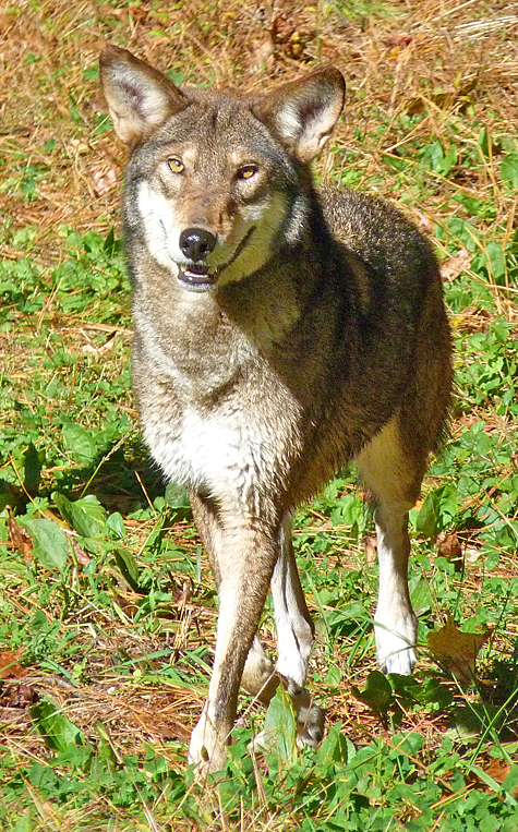 Male red wolf #1784.
