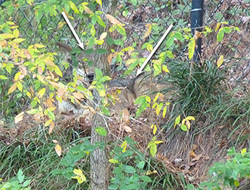 Here the arrows point to the top of his head (left) and his body.