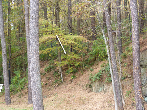 The arrow point to the wolf's location.