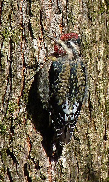 Male yellow-bellied sapsucker.