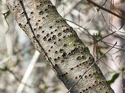 Sapsucker wells.