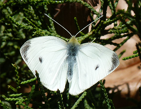 Cabbage white in Explore the Wild (11/29/14).