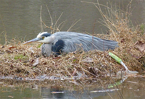 Great blue taking life easy.