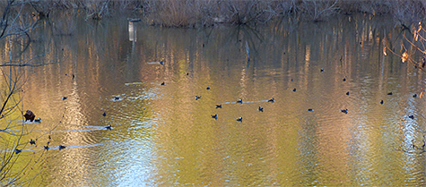 Some of the 35+ hooded mergansers out on the Wetlands (12/17/14).