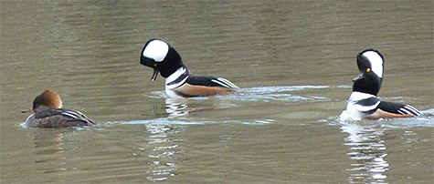 Two males pursue female.
