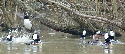 Seven males try their best a win the heart of a single female.