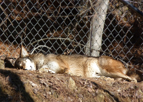 The male red wolf enjoying the warm sunshine.