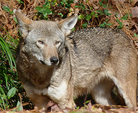 It may be their relative youth that keeps our wolves so active.