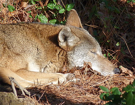 Female red wolf 1794 gets a little shut-eye.
