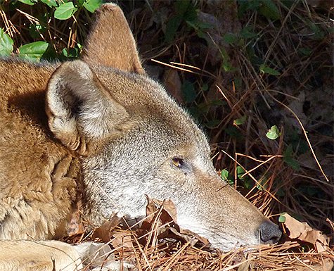 The wolf awakened by the approach of a group of school children. Not alarmed, she simply takes half-hearted peek.